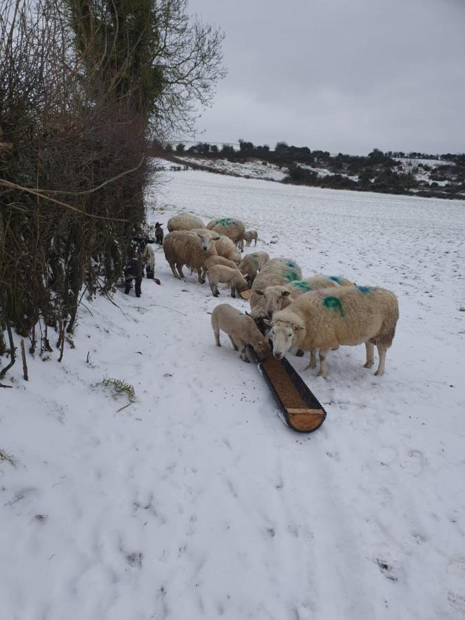 Claragh Cottage Cavan Eksteriør bilde